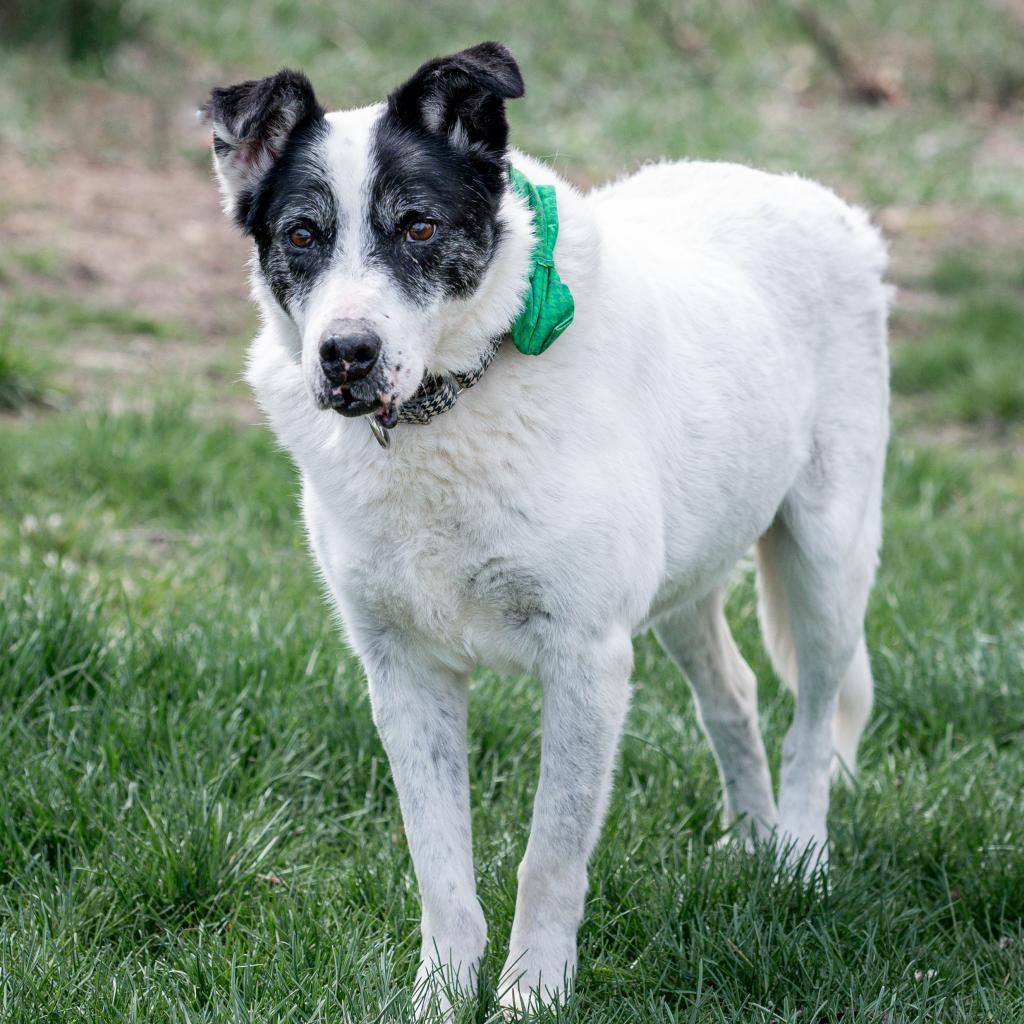 Enlarge Giblet, a Adoptable mixed breed in Spring Hill, KS image 4/6