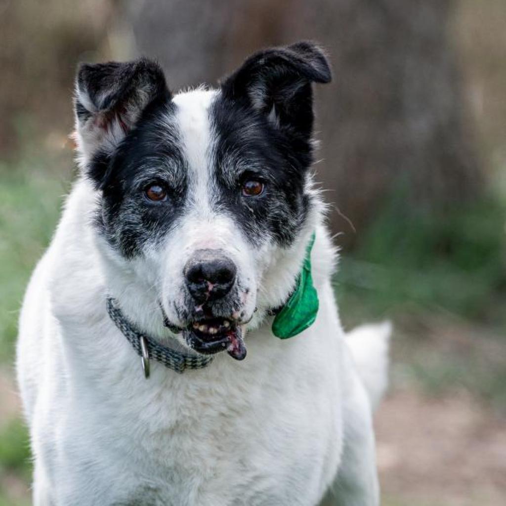 Enlarge Giblet, a Adoptable mixed breed in Spring Hill, KS image 5/6