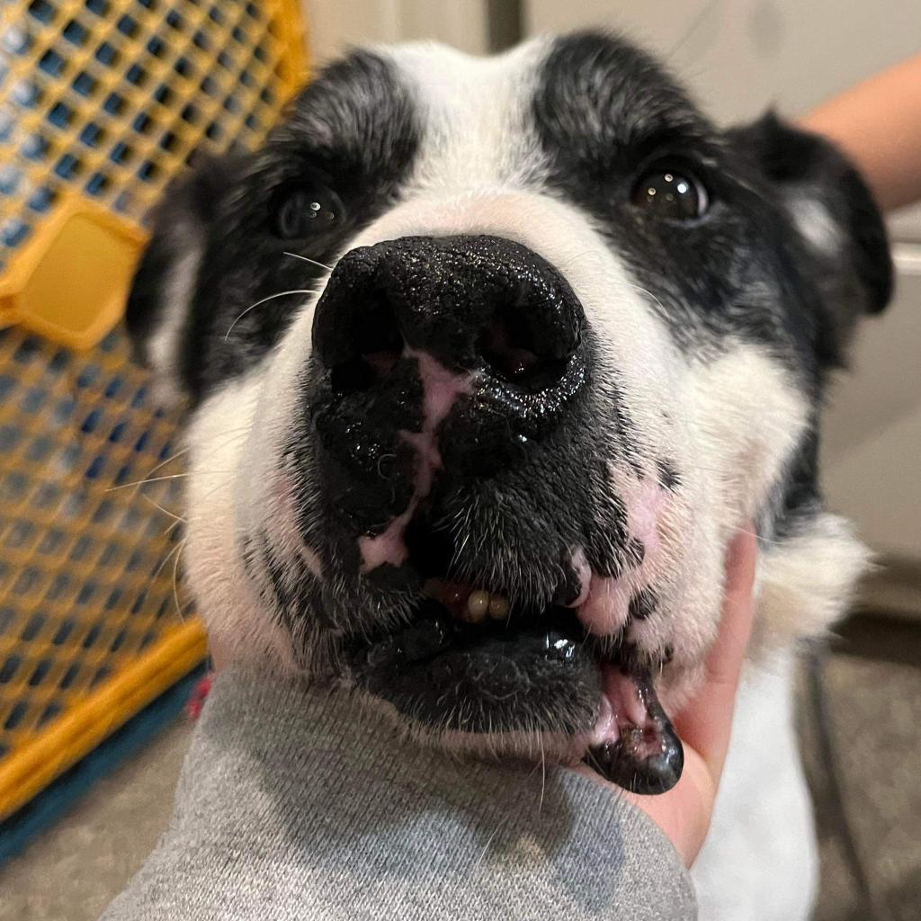 Enlarge Giblet, a Adoptable mixed breed in Spring Hill, KS image 6/6