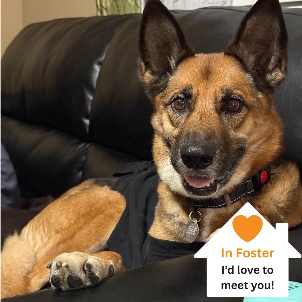 Portia, Adoptable, Senior Female Mixed Breed & German Shepherd Dog.