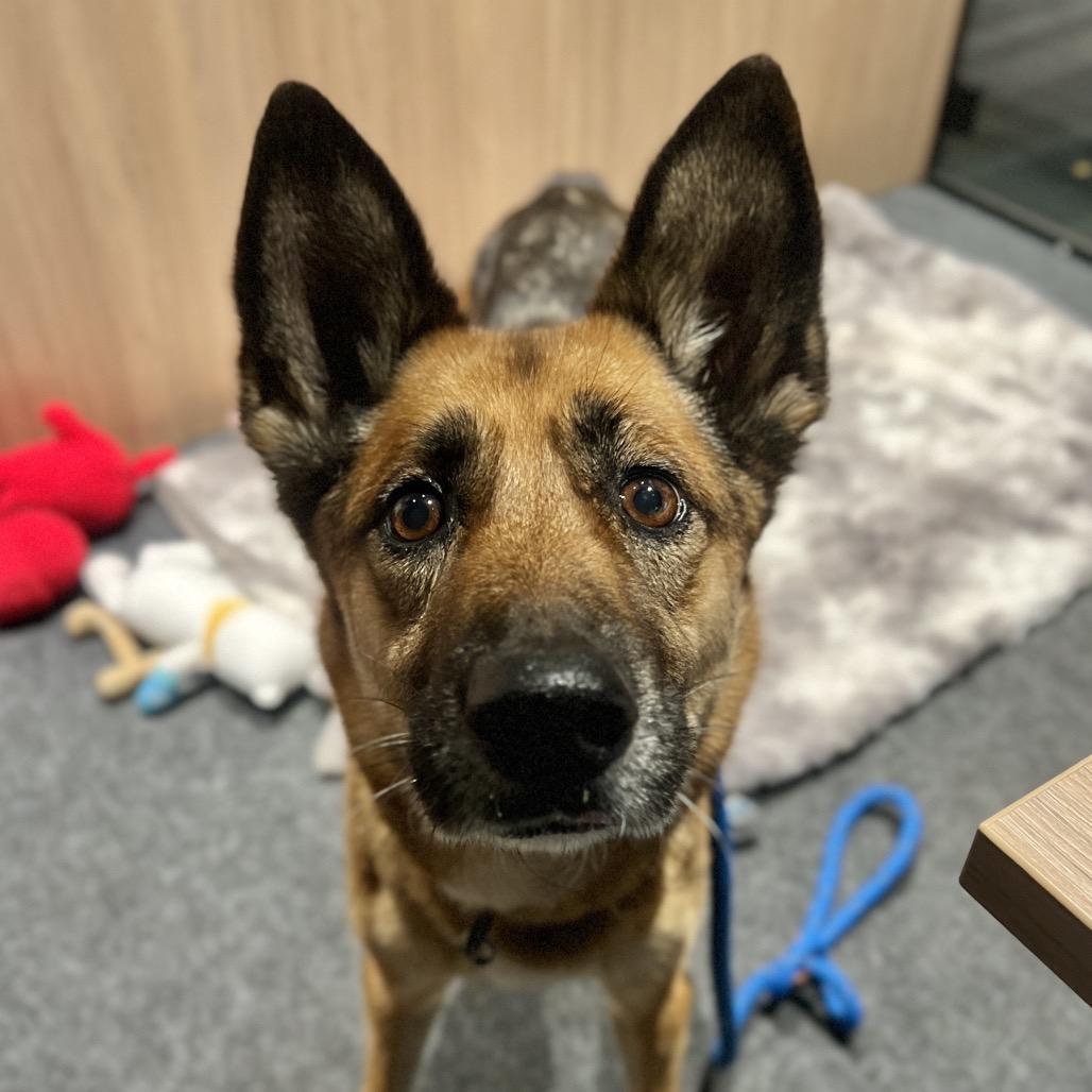 Portia, Adoptable, Senior Female Mixed Breed & German Shepherd Dog.