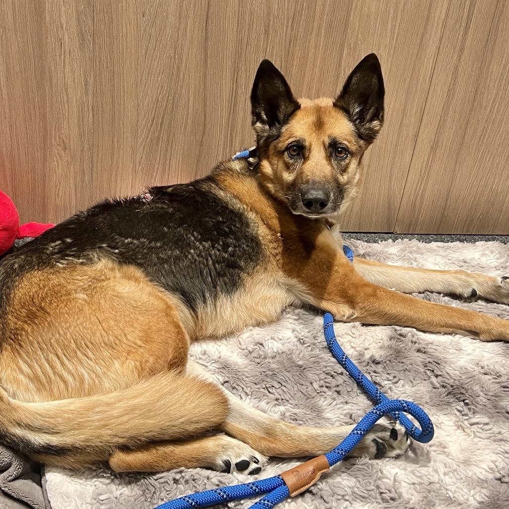 Enlarge Portia, a Adoptable mixed breed in Salt Lake City, UT image 2/6