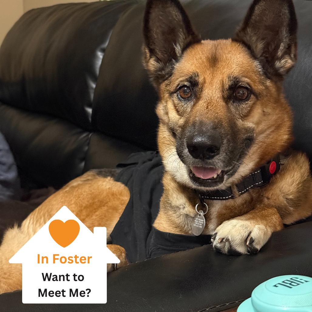 Enlarge Portia, a Adoptable mixed breed in Salt Lake City, UT image 3/6