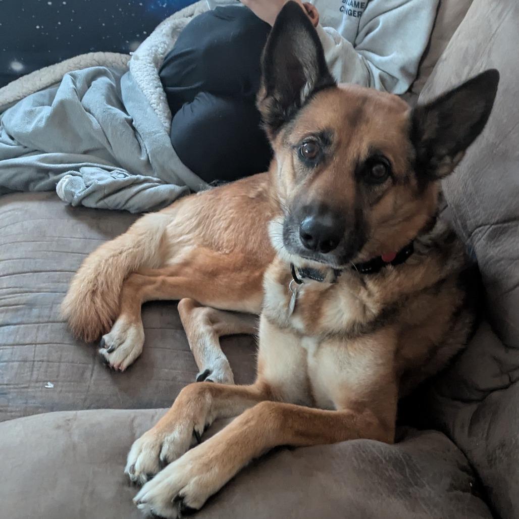 Enlarge Portia, a Adoptable mixed breed in Salt Lake City, UT image 4/6