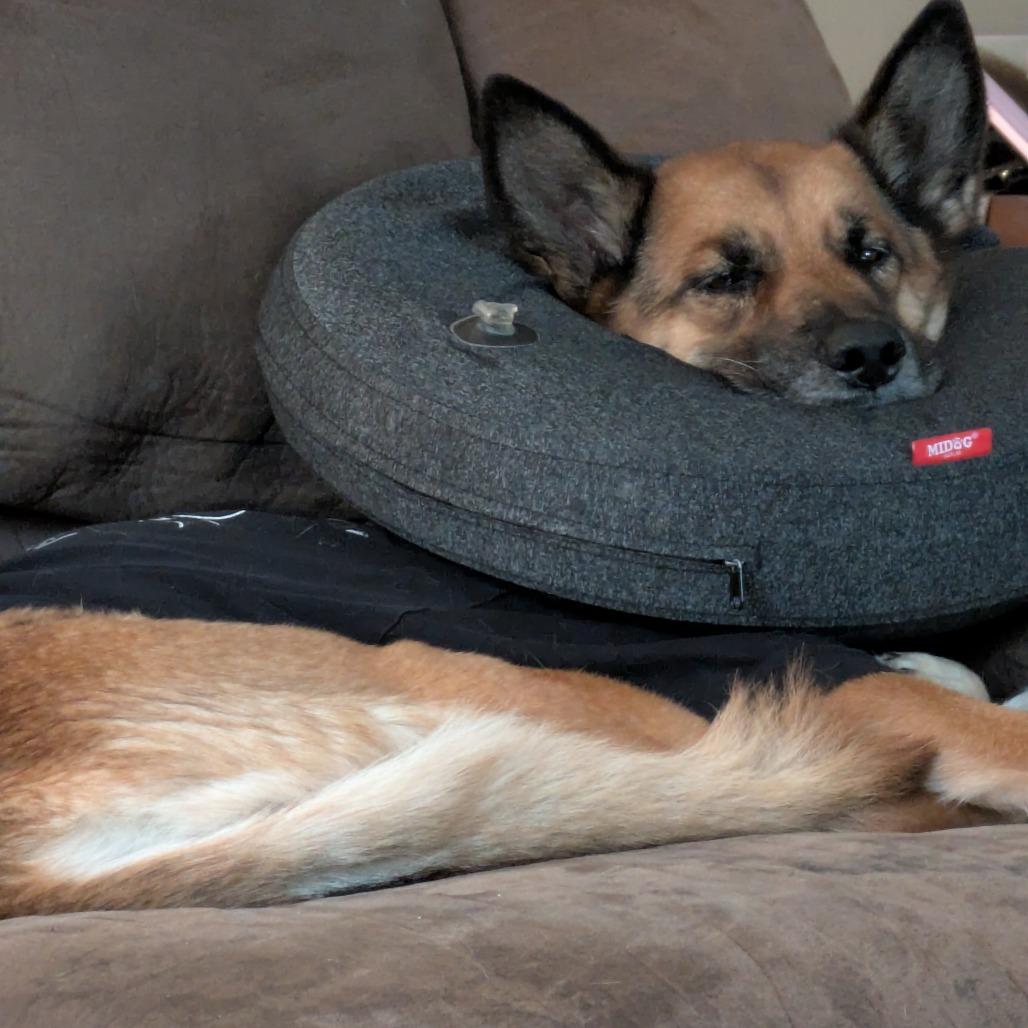 Enlarge Portia, a Adoptable mixed breed in Salt Lake City, UT image 5/6