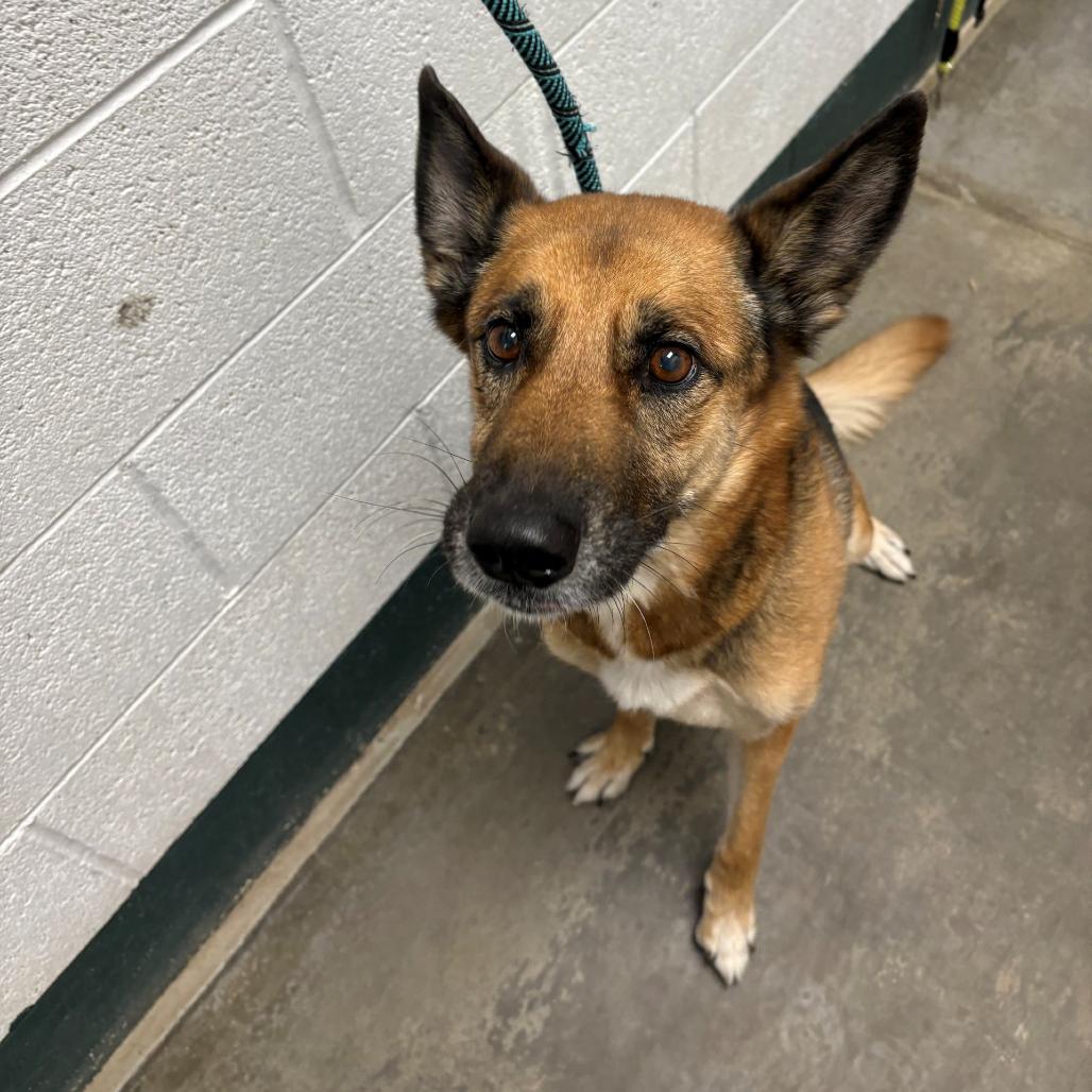 Enlarge Portia, a Adoptable mixed breed in Salt Lake City, UT image 6/6