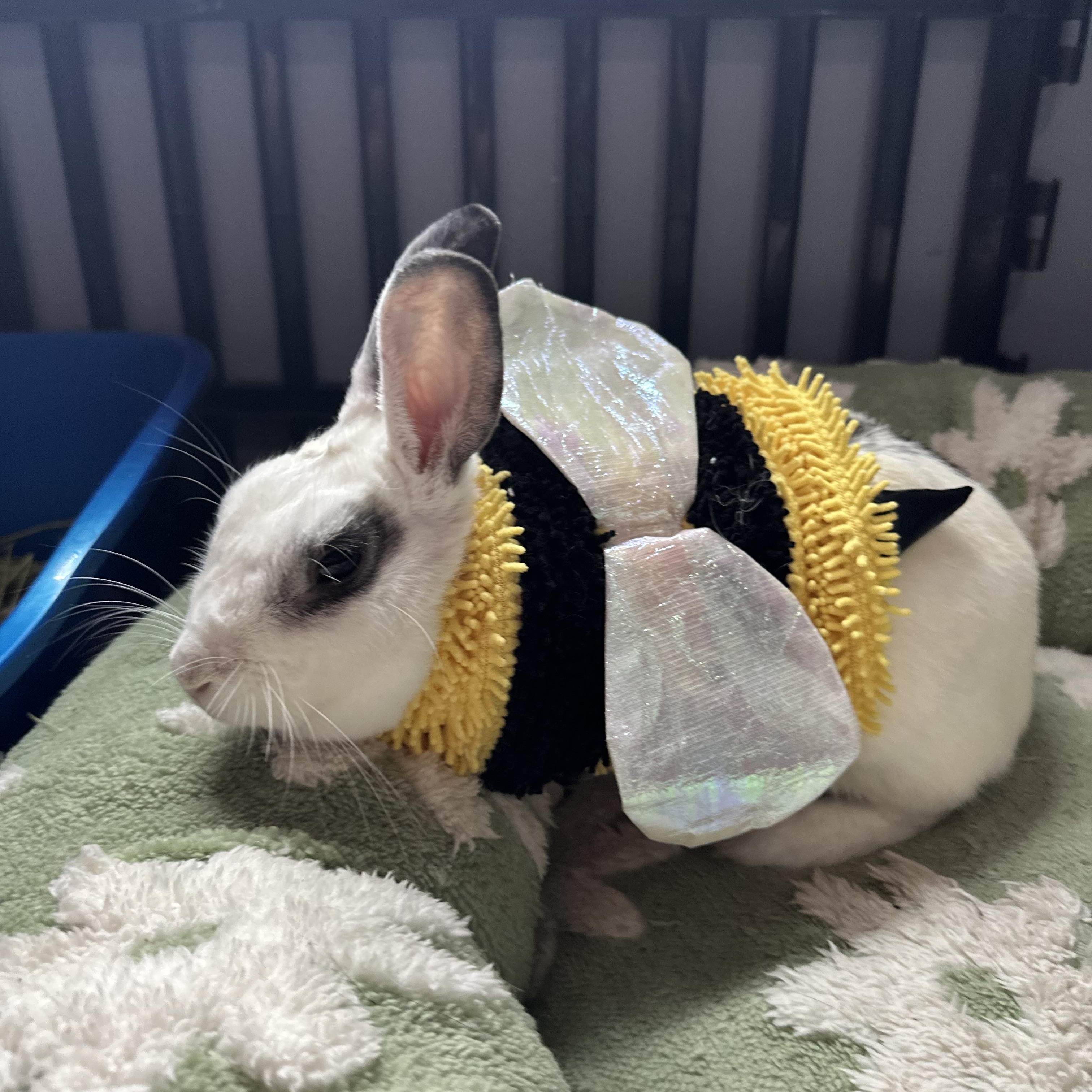 Enlarge Queenie, an adopted American in Irvine, CA image 2/5