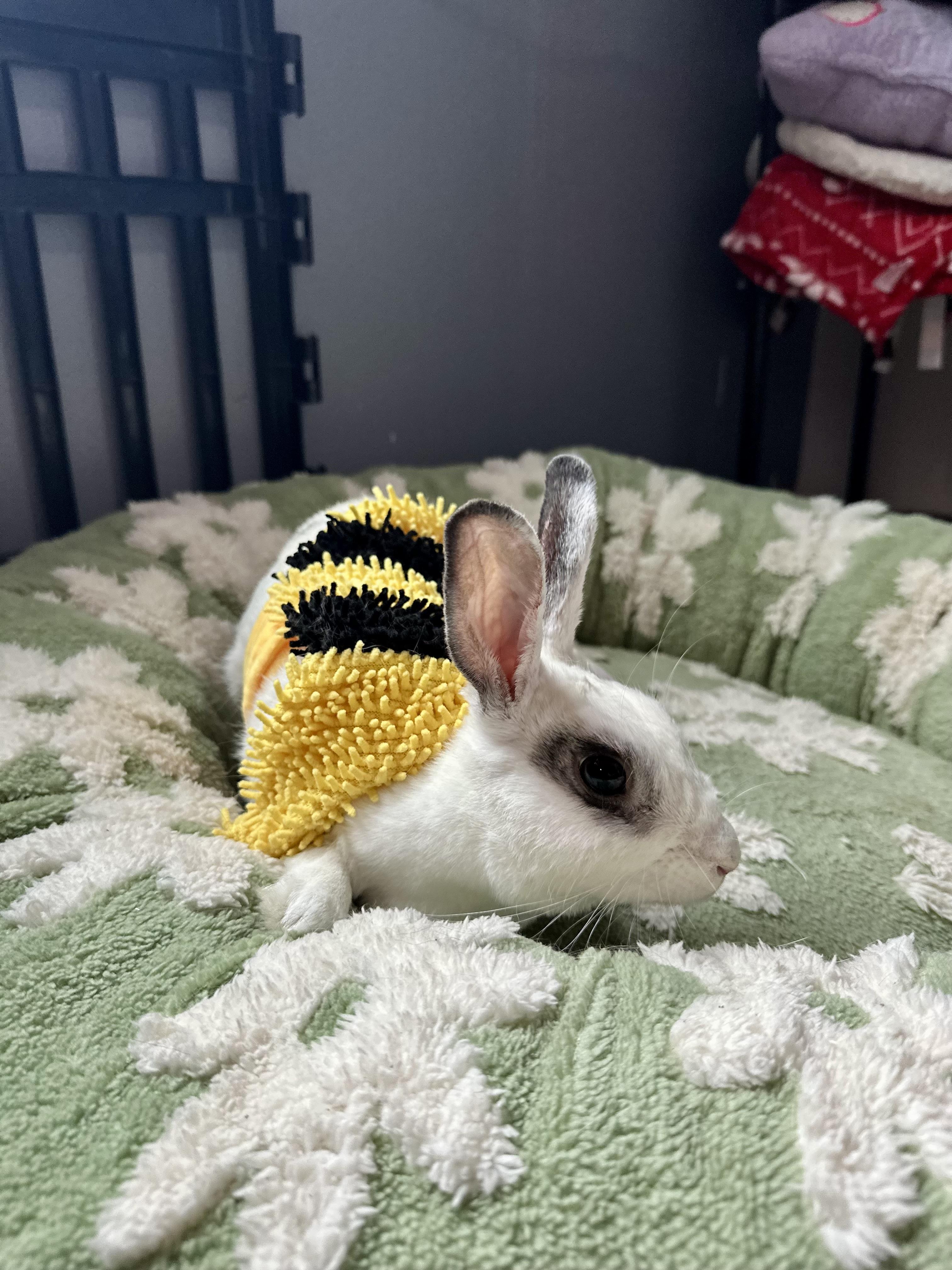 Enlarge Queenie, an adopted American in Irvine, CA image 5/5