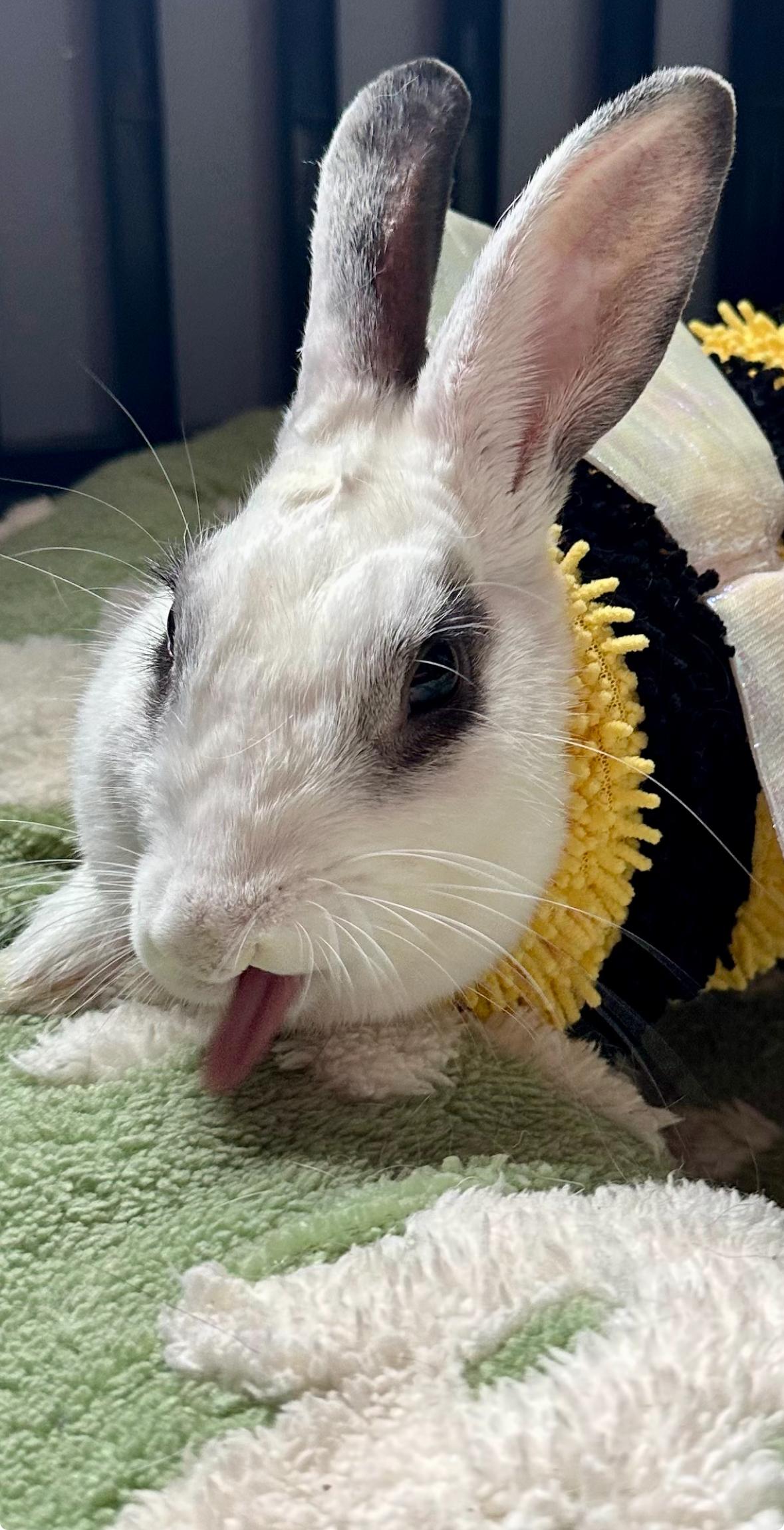 Enlarge Queenie, an adopted American in Irvine, CA image 1/5