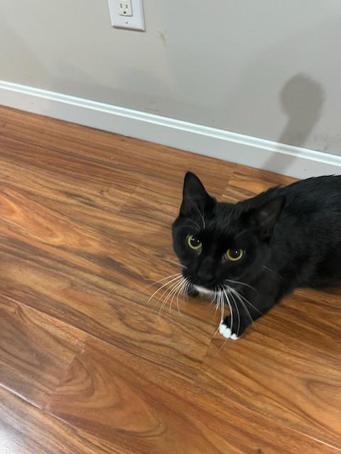 Enlarge Tux, an adopted Domestic Short Hair in Louisville, KY image 1/1