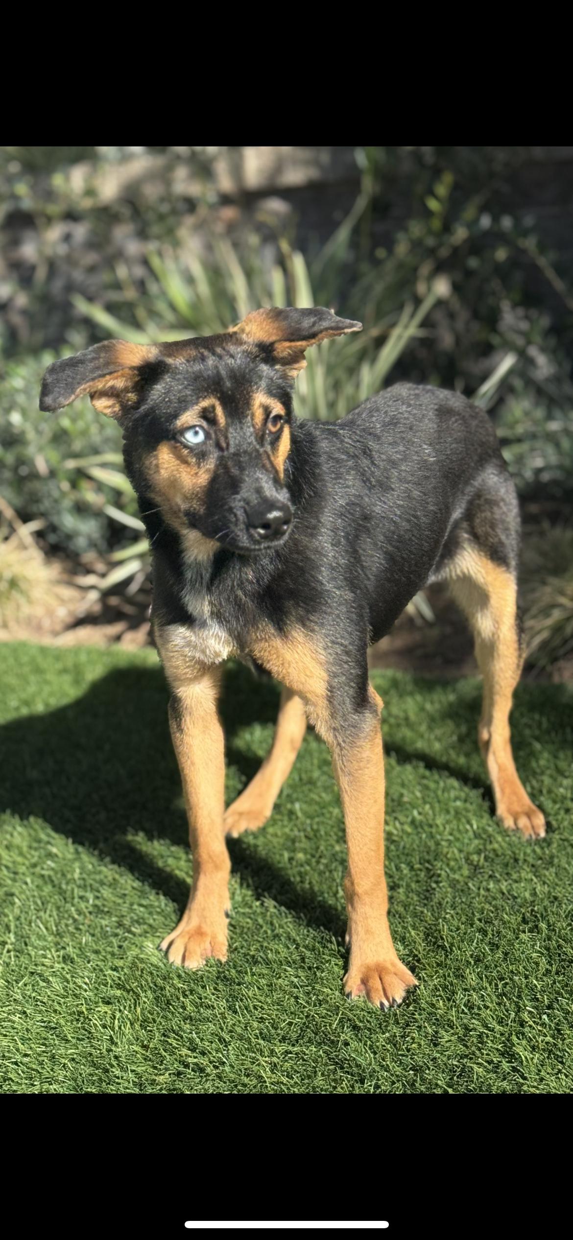 Enlarge Bruno, a Adoptable mixed breed in Hamden, CT image 6/6
