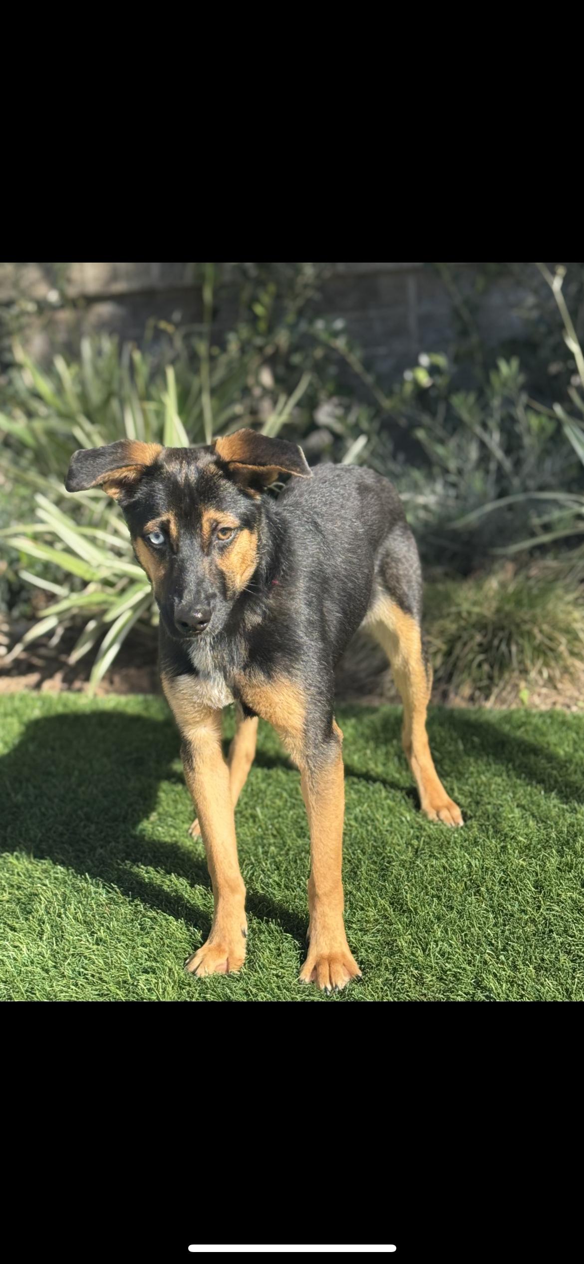 Enlarge Bruno, a Adoptable mixed breed in Hamden, CT image 5/6