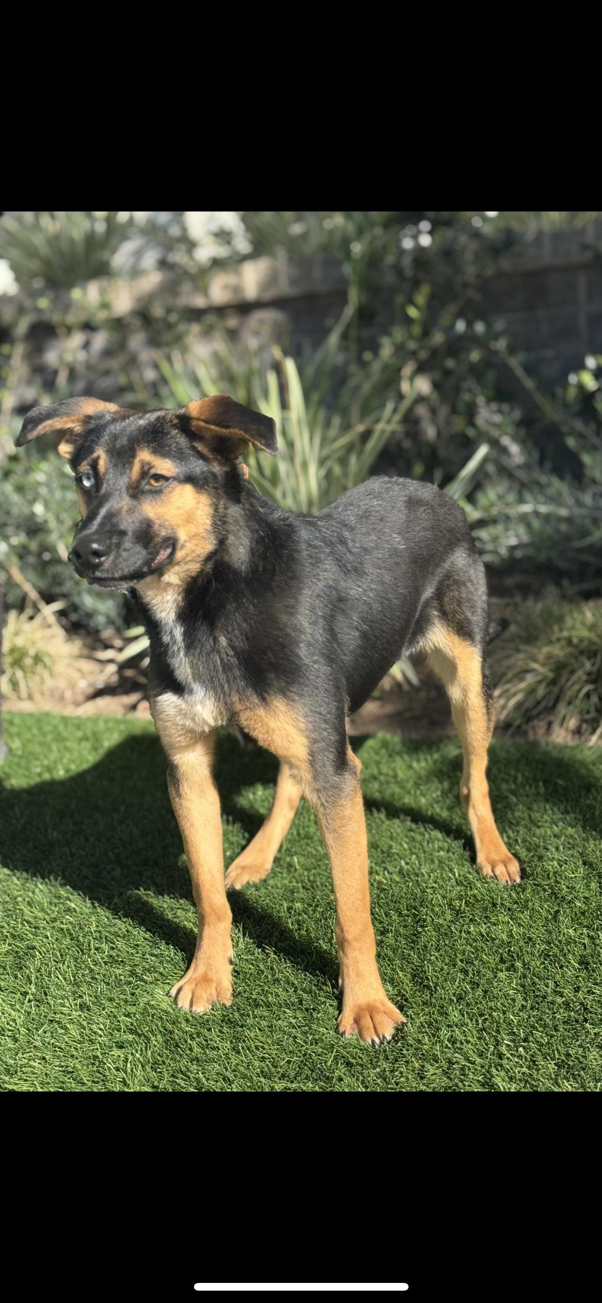 Enlarge Bruno, a Adoptable mixed breed in Hamden, CT image 2/6