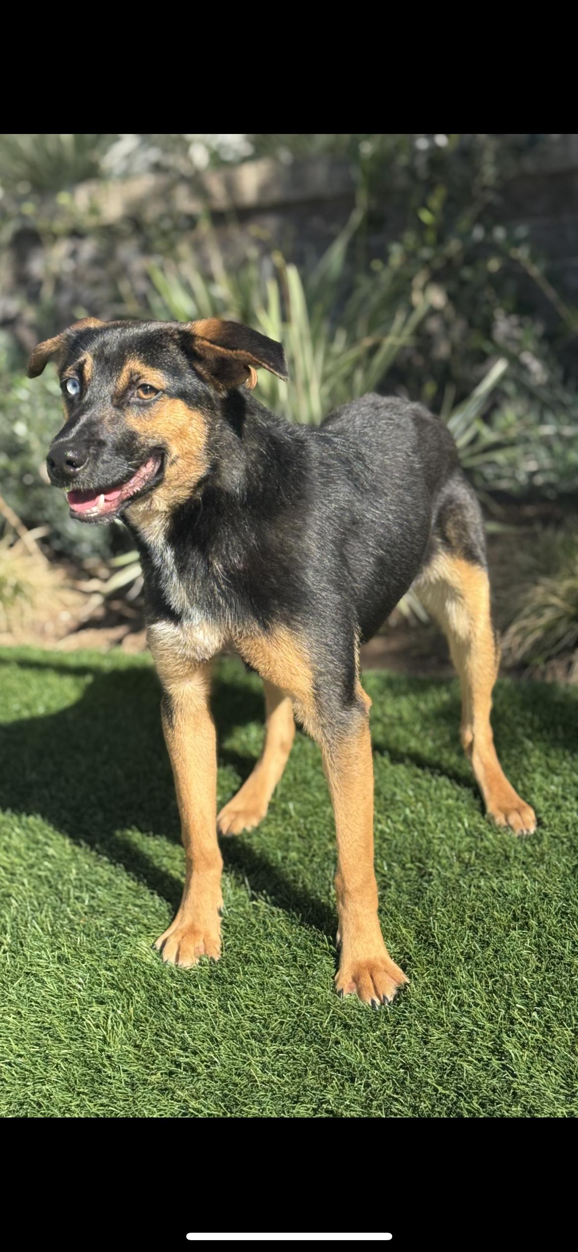 Enlarge Bruno, a Adoptable mixed breed in Hamden, CT image 4/6