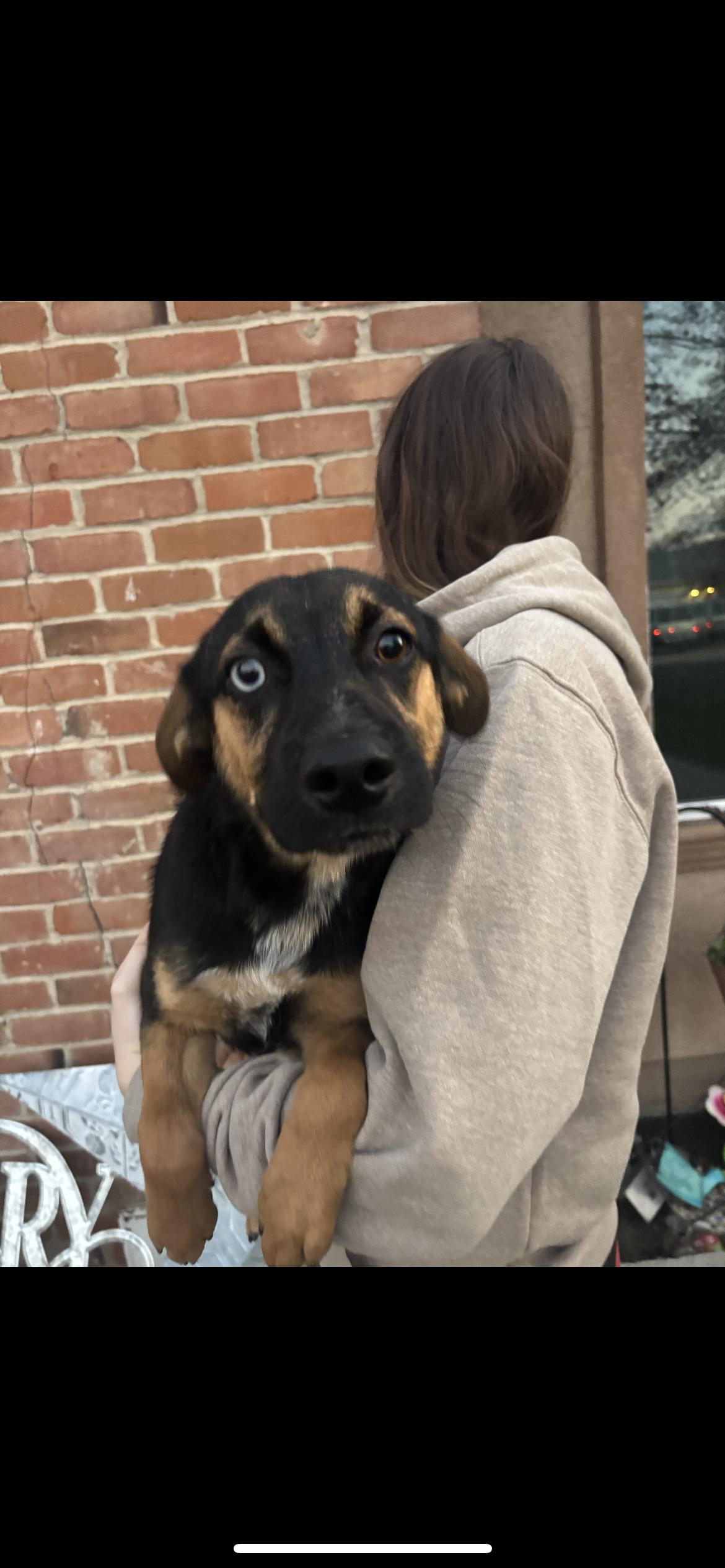 Enlarge Bruno, a Adoptable mixed breed in Hamden, CT image 3/6