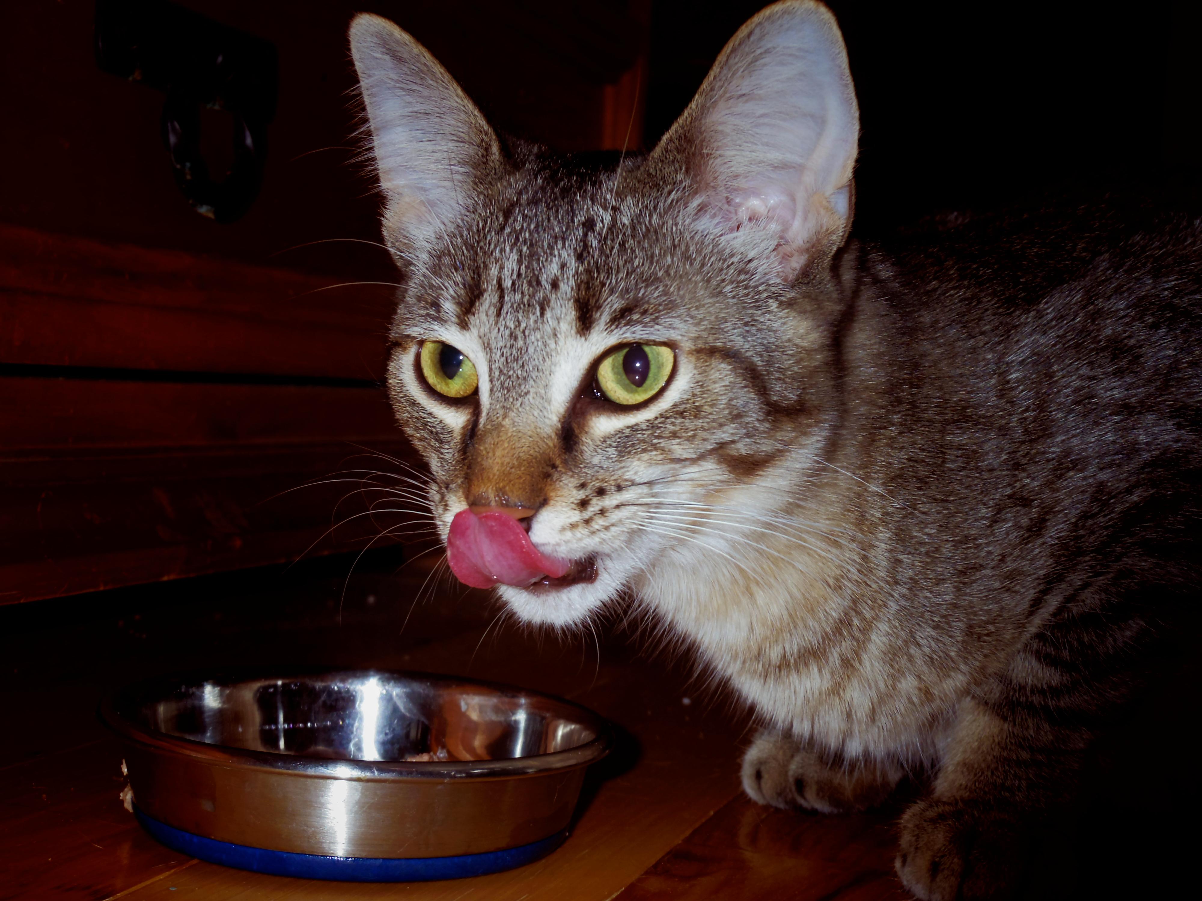 Quincy, a Adoptable Tabby in Midland, MI image 1/8