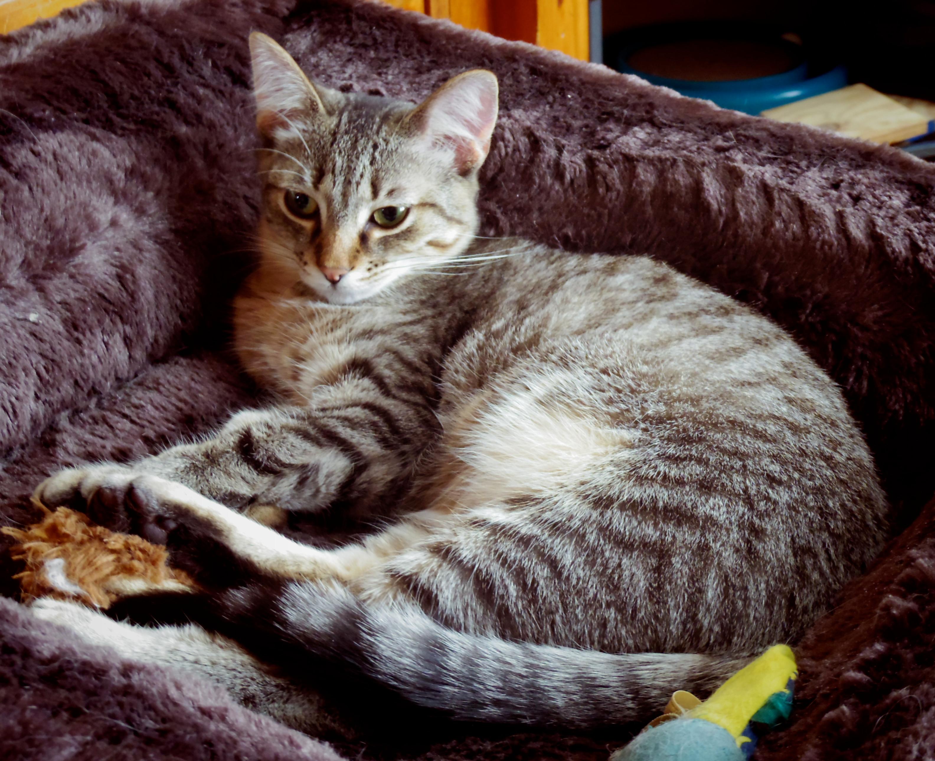 Quincy, a Adoptable Tabby in Midland, MI image 2/8