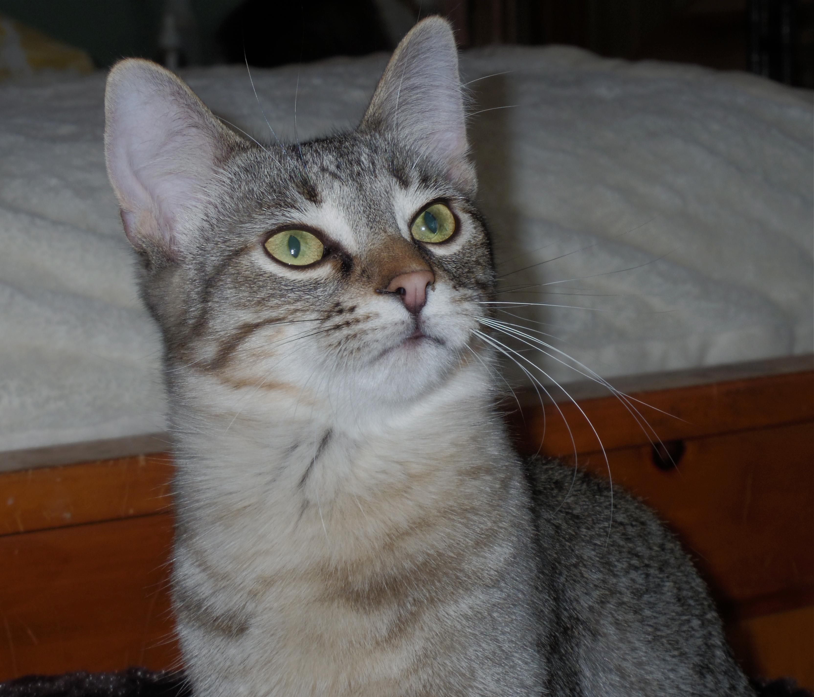 Quincy, a Adoptable Tabby in Midland, MI image 3/8
