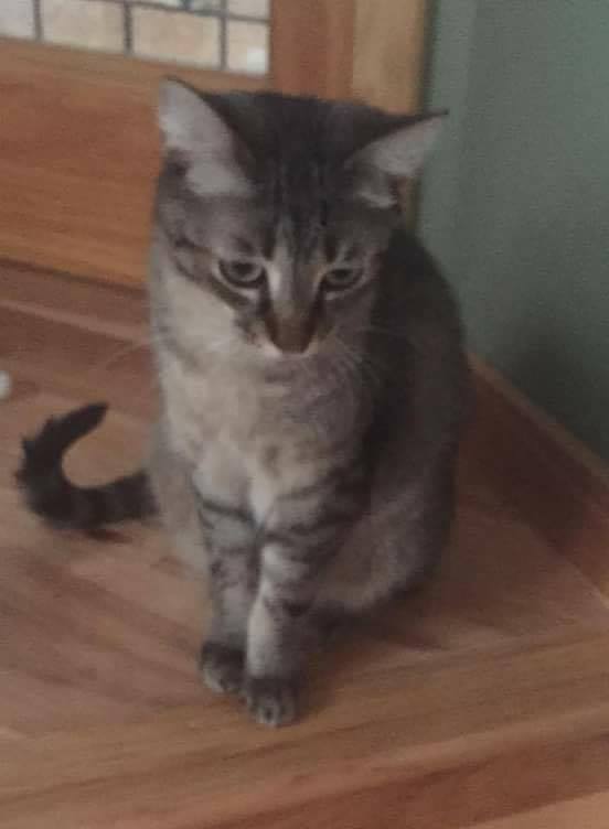 Quincy, a Adoptable Tabby in Midland, MI image 4/8