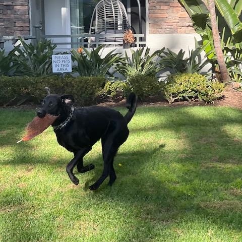 Enlarge Blue - Courtesy Post, a Adopted Black Labrador Retriever in Marina Del Rey, CA image 4/5