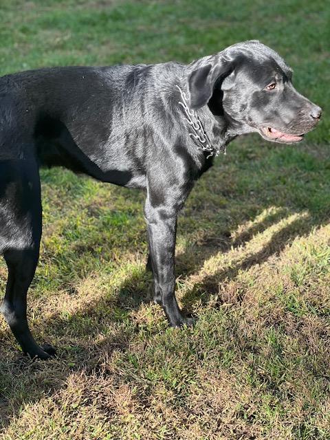 Enlarge Blue - Courtesy Post, a Adopted Black Labrador Retriever in Marina Del Rey, CA image 2/5