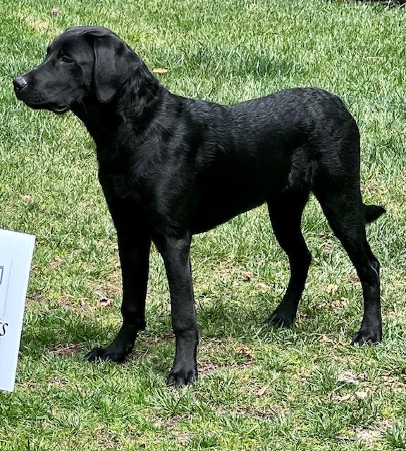 Enlarge Blue - Courtesy Post, a Adopted Black Labrador Retriever in Marina Del Rey, CA image 1/5