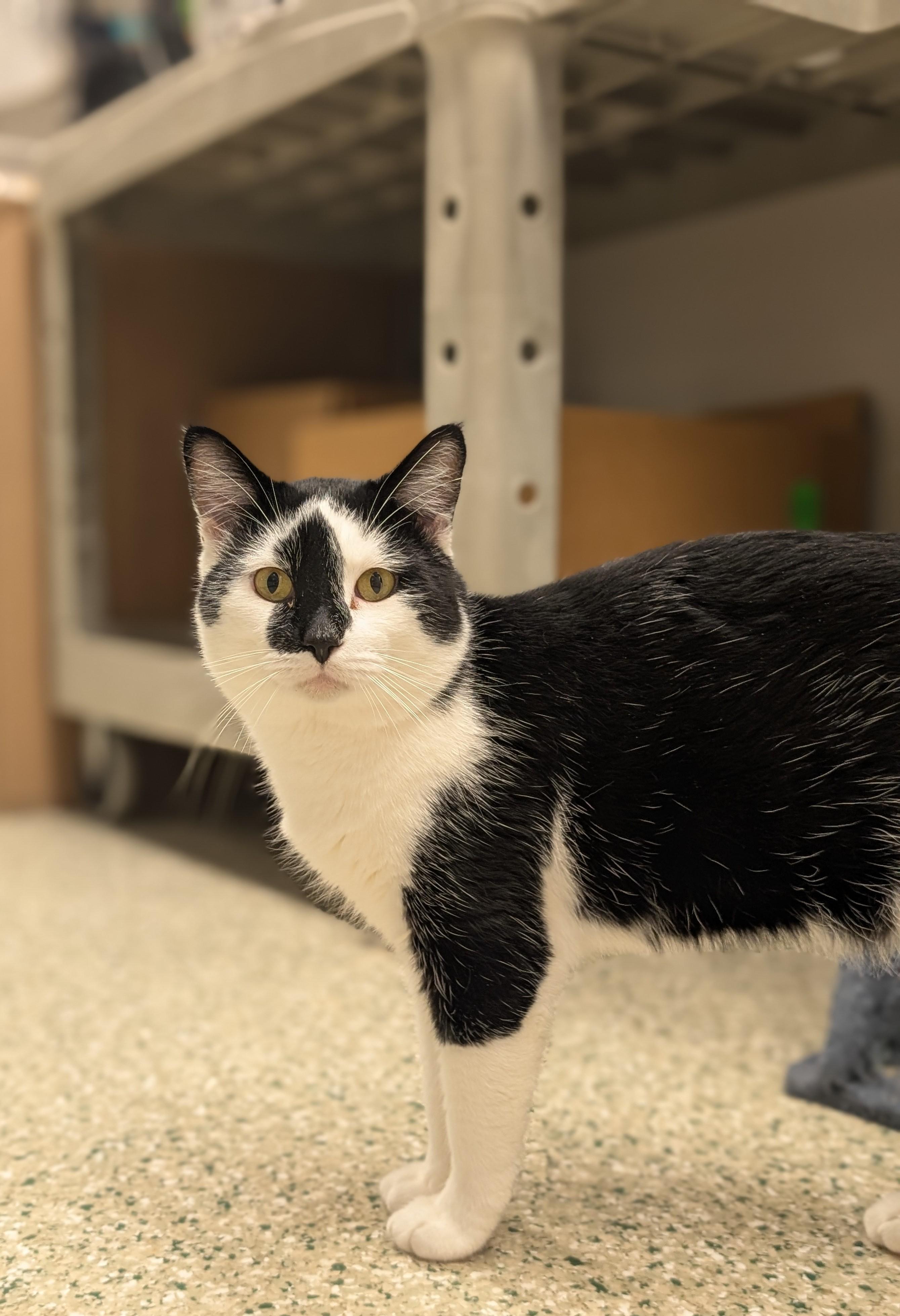 Enlarge Quasimodo, a ADOPTABLE Domestic Short Hair in Cedar Rapids, IA image 1/2