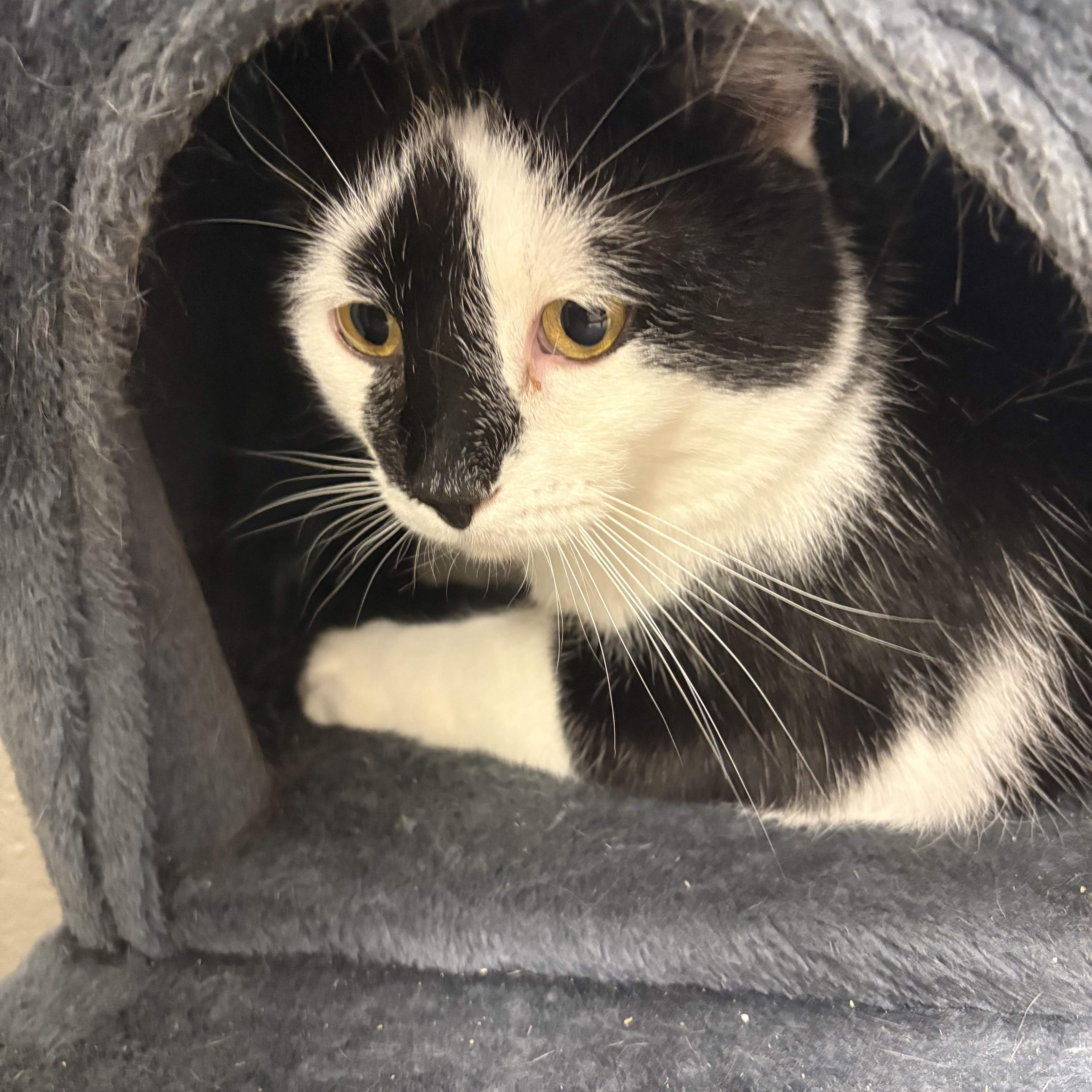 Enlarge Quasimodo, a ADOPTABLE Domestic Short Hair in Cedar Rapids, IA image 2/2