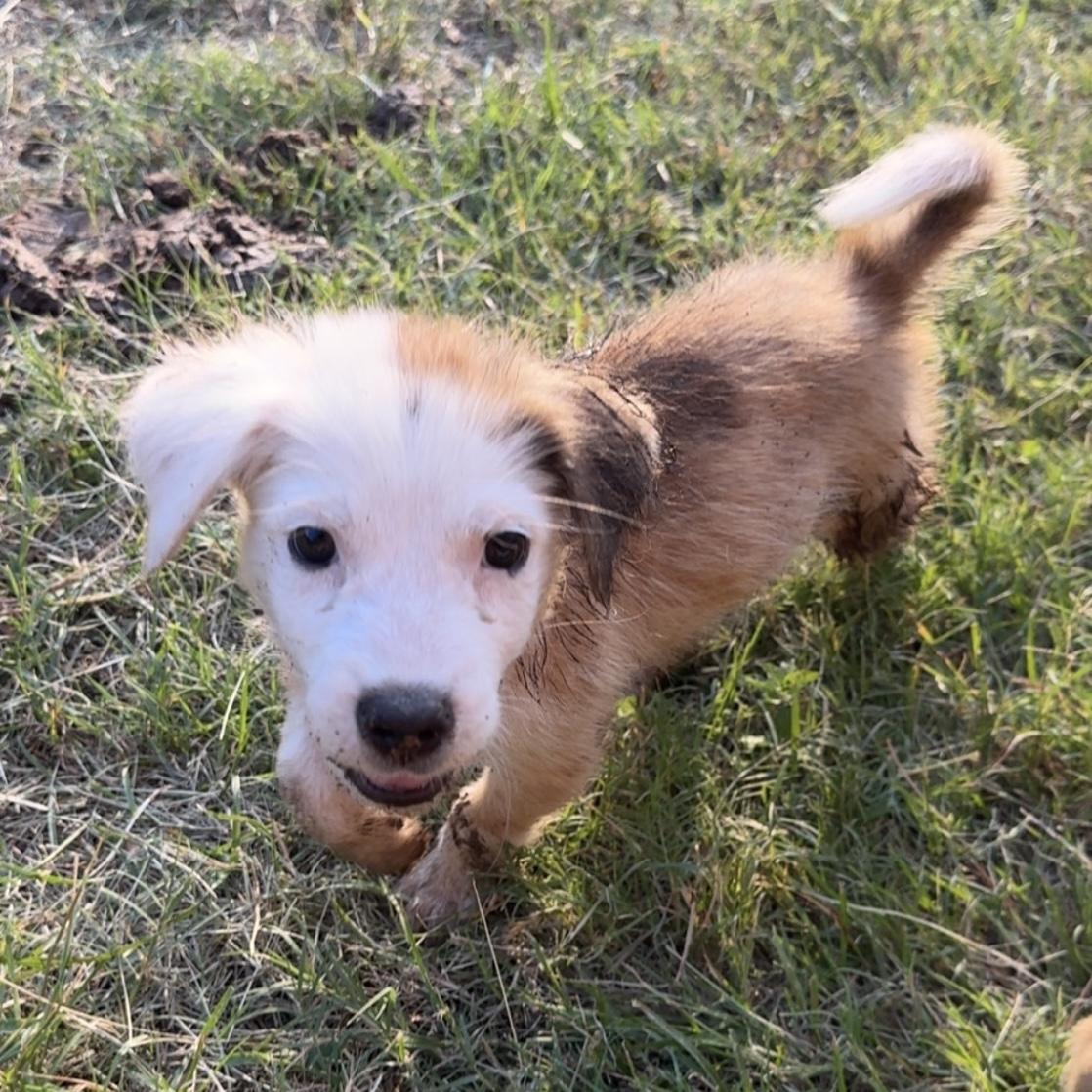 Enlarge Ozzy, a Adopted mixed breed in Brenham, TX image 3/4