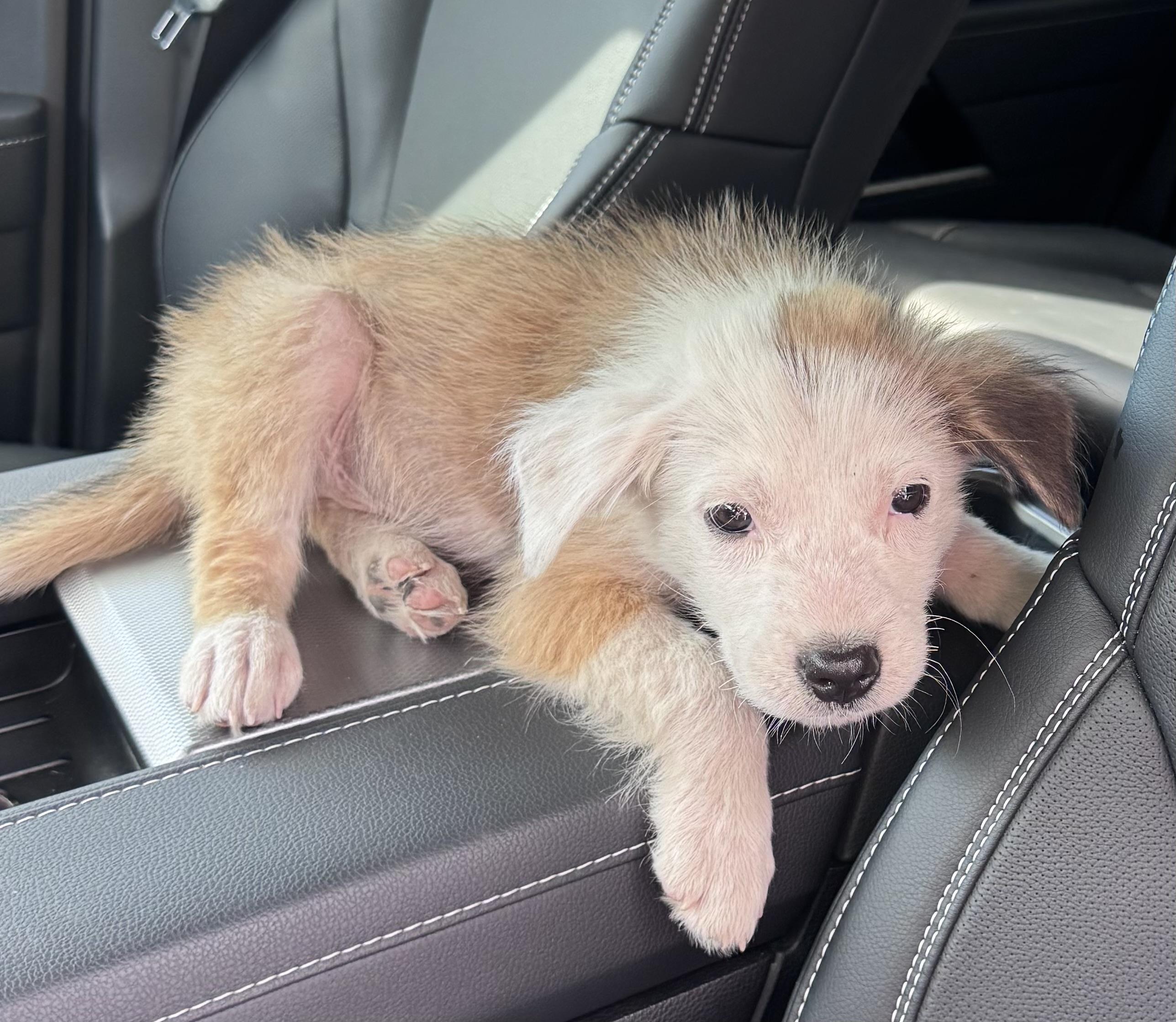 Enlarge Ozzy, a Adopted mixed breed in Brenham, TX image 2/4