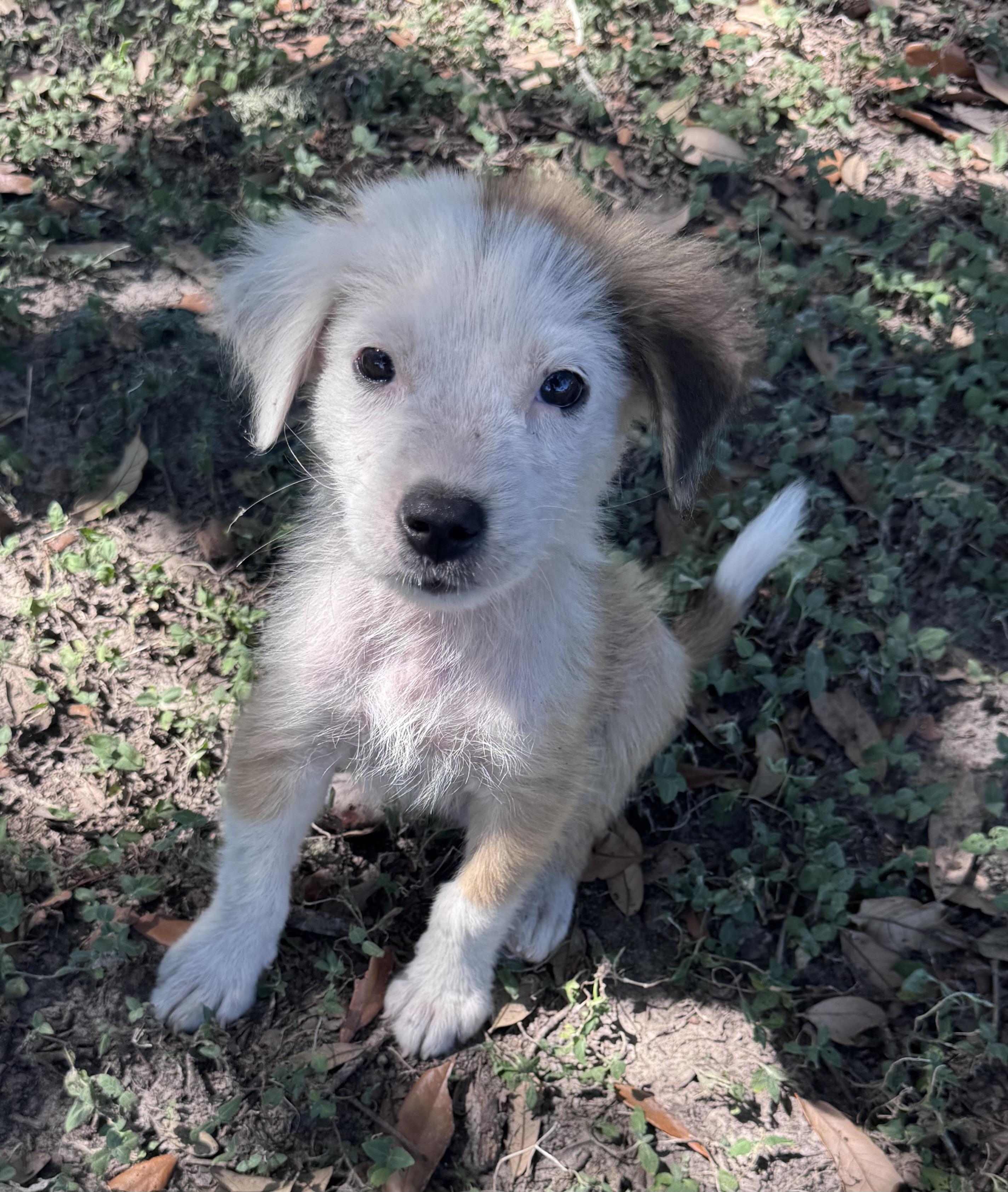 Enlarge Ozzy, a Adopted mixed breed in Brenham, TX image 1/4
