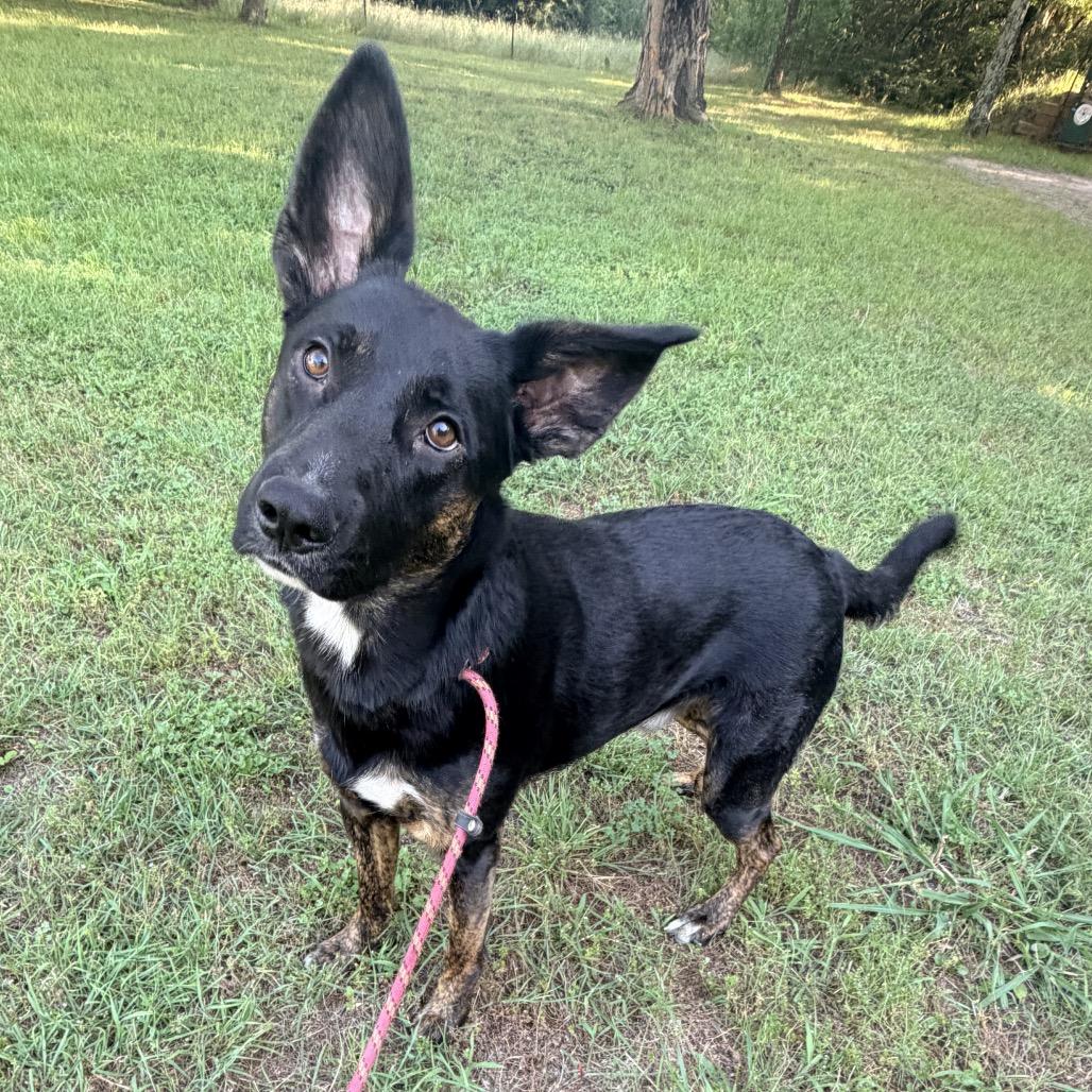 Charley Dean, Adoptable, Young Male Dutch Shepherd & Mixed Breed.