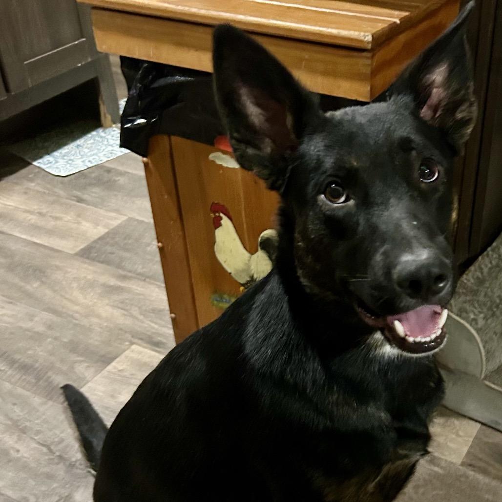 Charley Dean, a Adoptable mixed breed in Ennis, TX image 2/6