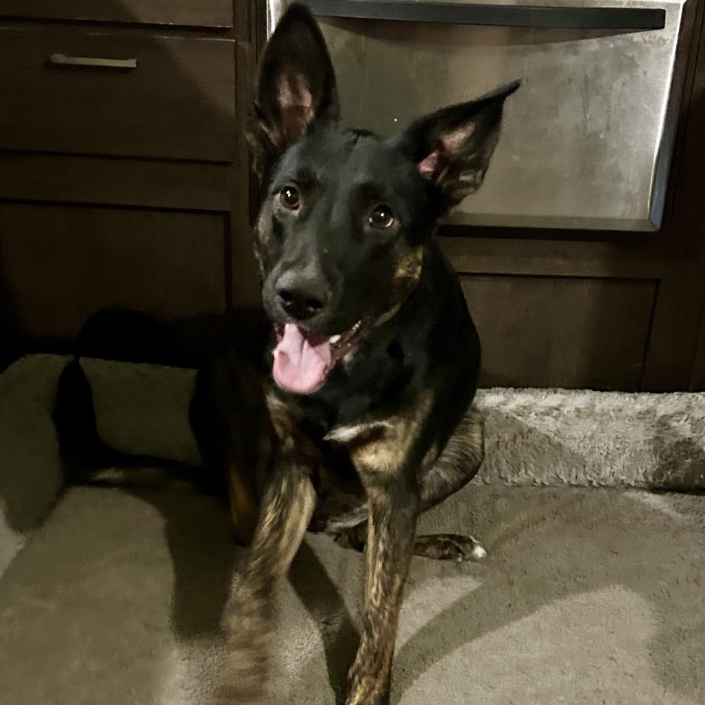 Charley Dean, a Adoptable mixed breed in Ennis, TX image 3/6