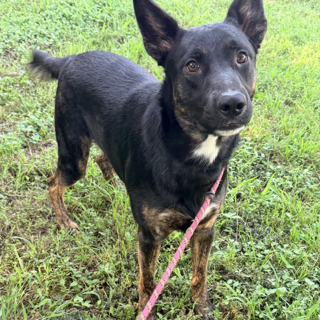 Charley Dean, a Adoptable mixed breed in Ennis, TX image 5/6