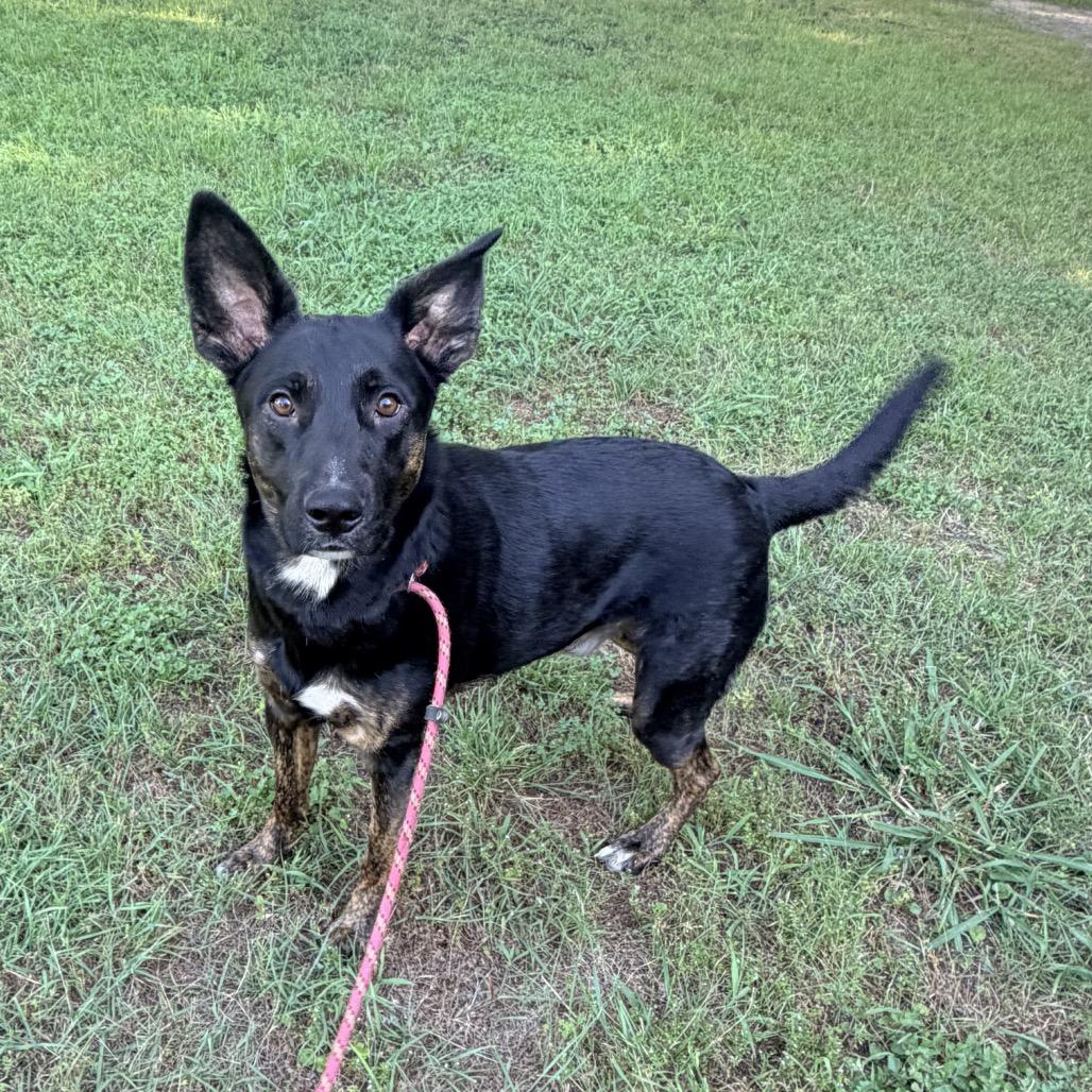 Charley Dean, a Adoptable mixed breed in Ennis, TX image 6/6