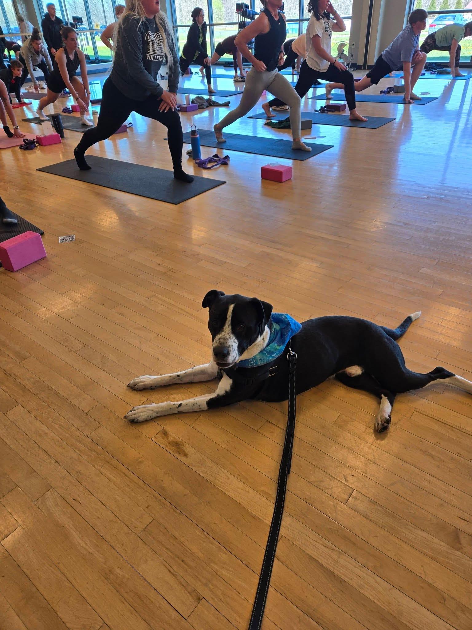 Kixx, Adoptable, Young Male Terrier & Border Collie.