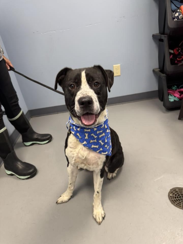 Kixx, Adoptable, Young Male Terrier & Border Collie.