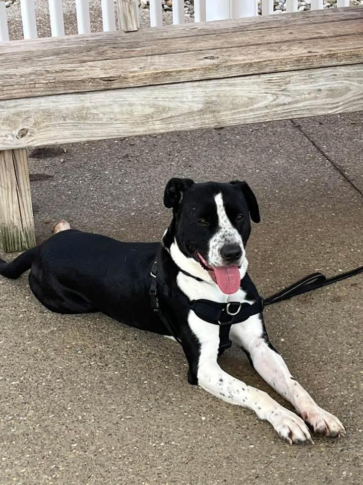 Enlarge Kixx, a Adoptable mixed breed in Zanesville, OH image 4/4