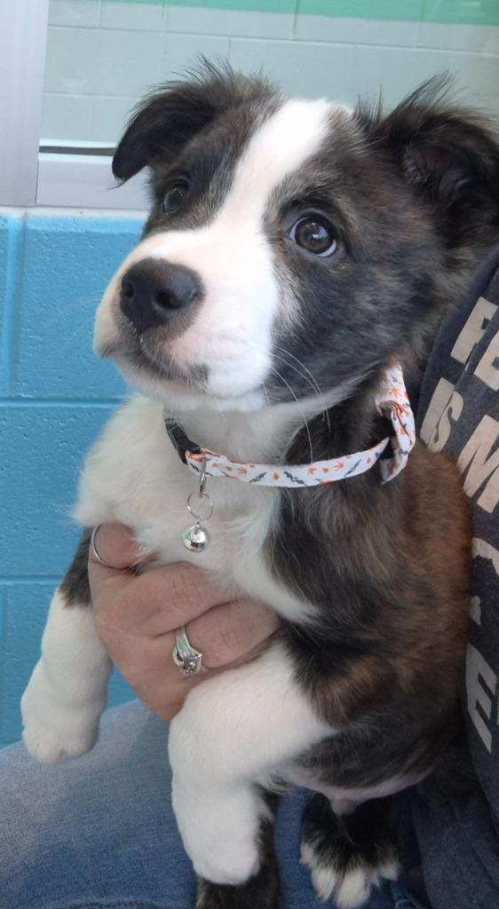 Enlarge Choppa, a Adopted mixed breed in Frankfort, KY image 2/2