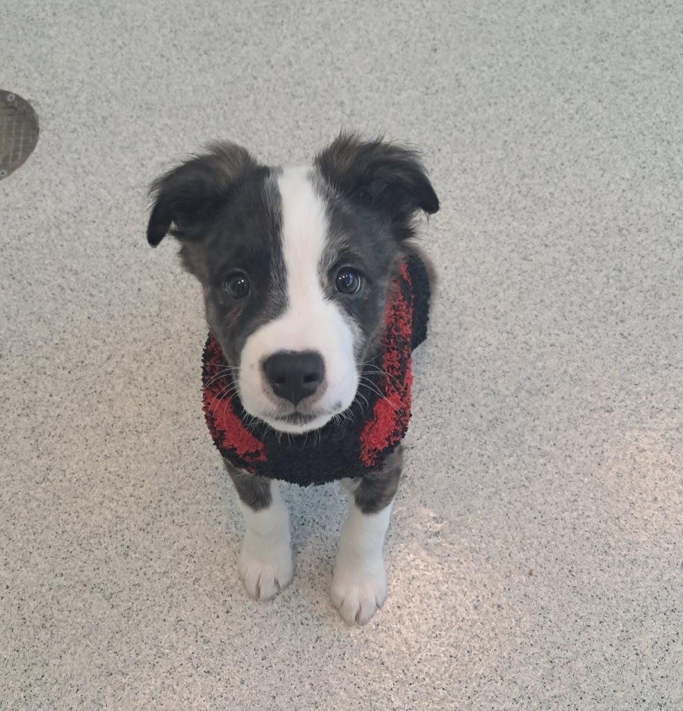 Choppa, Adopted, Puppy Male Australian Shepherd & Cattle Dog.