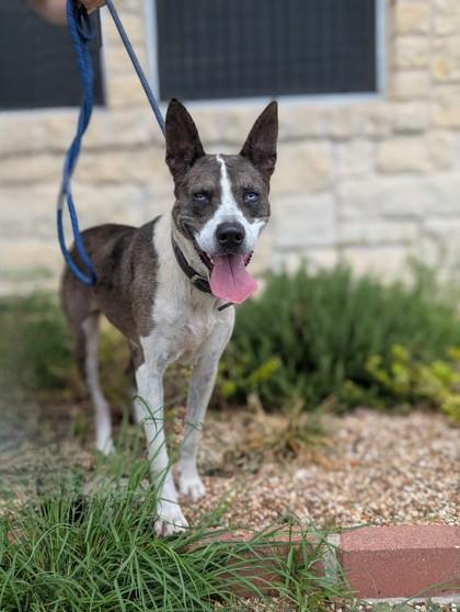 Zenna, Adoptable, Adult Female Mixed Breed & Mixed Breed.