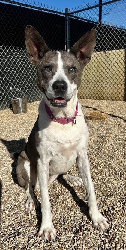 Zenna, Adoptable, Adult Female Mixed Breed & Mixed Breed.