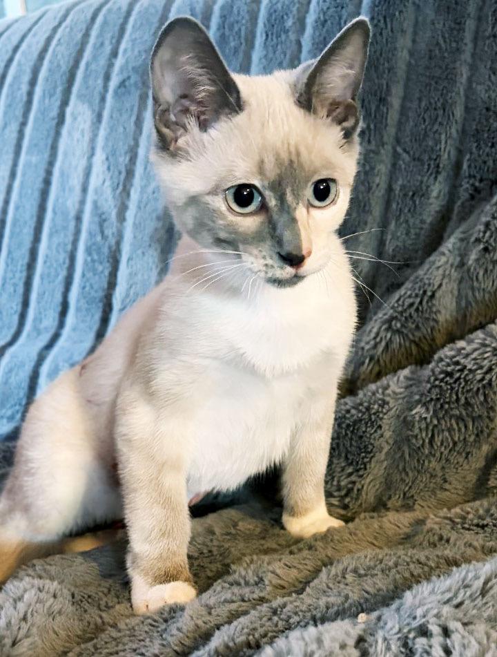 Enlarge Hermione Granger, a Adoptable mixed breed in Davis, CA image 2/3