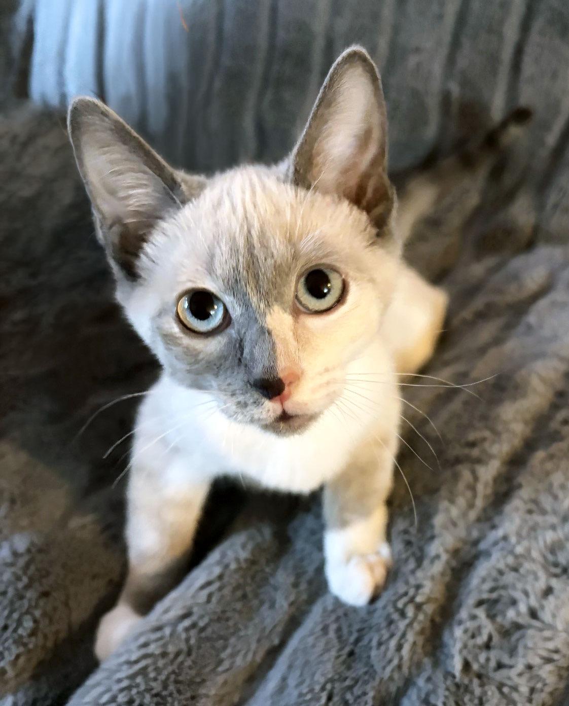 Hermione Granger, Adoptable, Kitten Female Siamese.