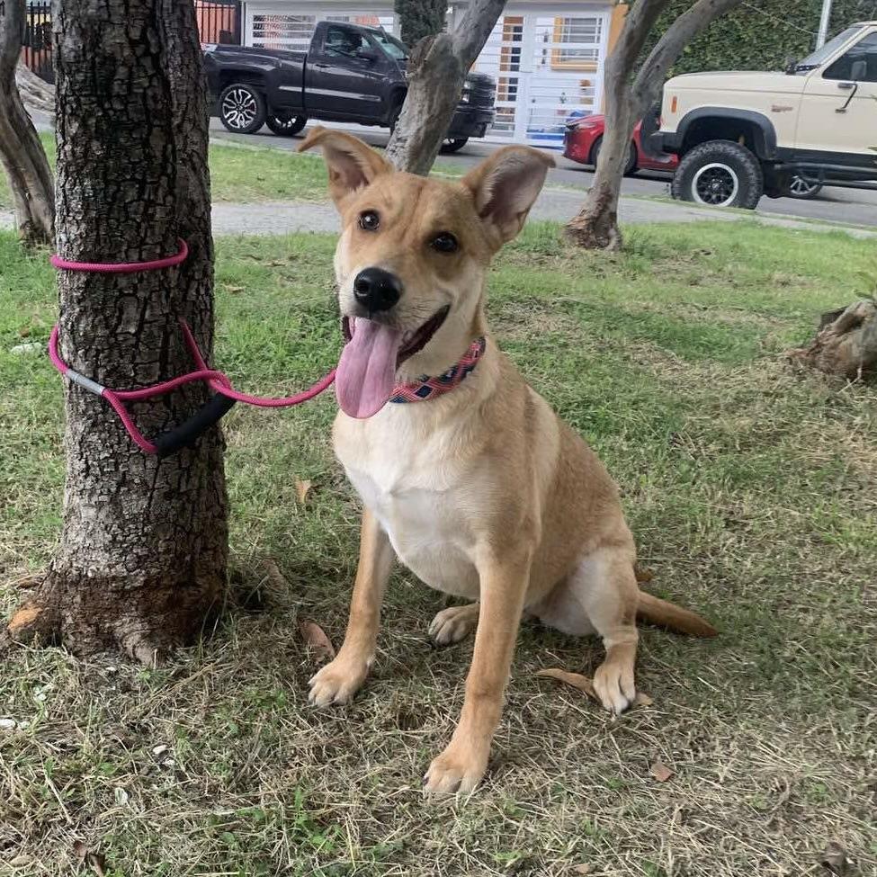 Honey (20250908-04) — thumbnail 2