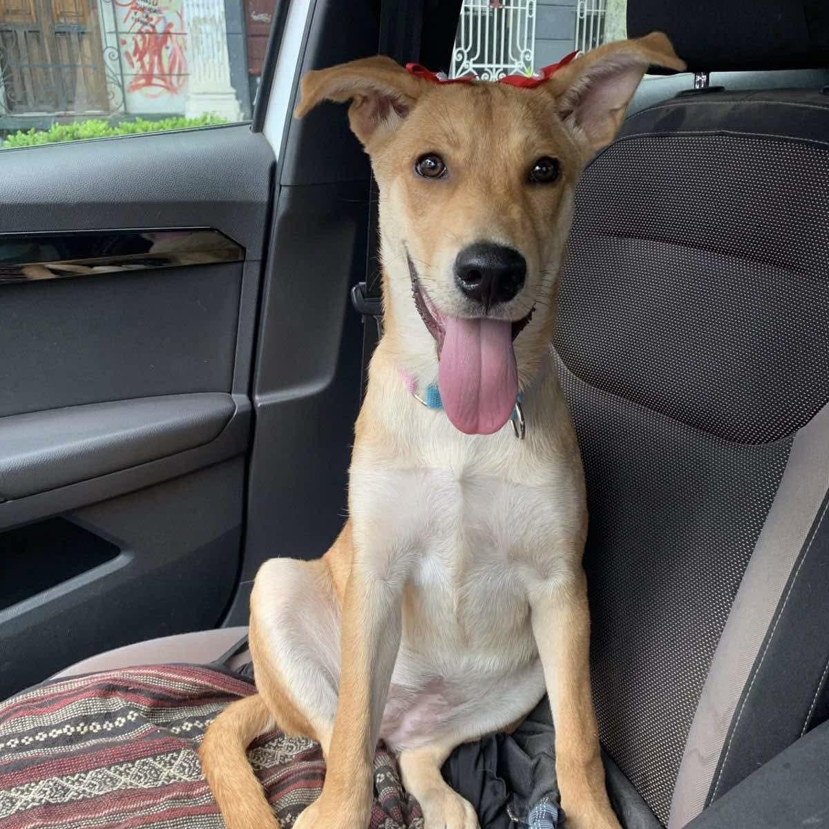 Honey (20250908-04) — thumbnail 4