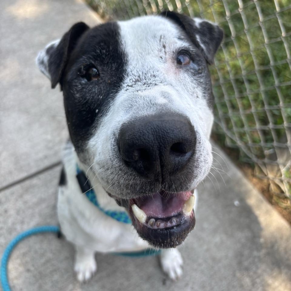 George Ford, Adoptable, Adult Male Mixed Breed & Pit Bull Terrier.