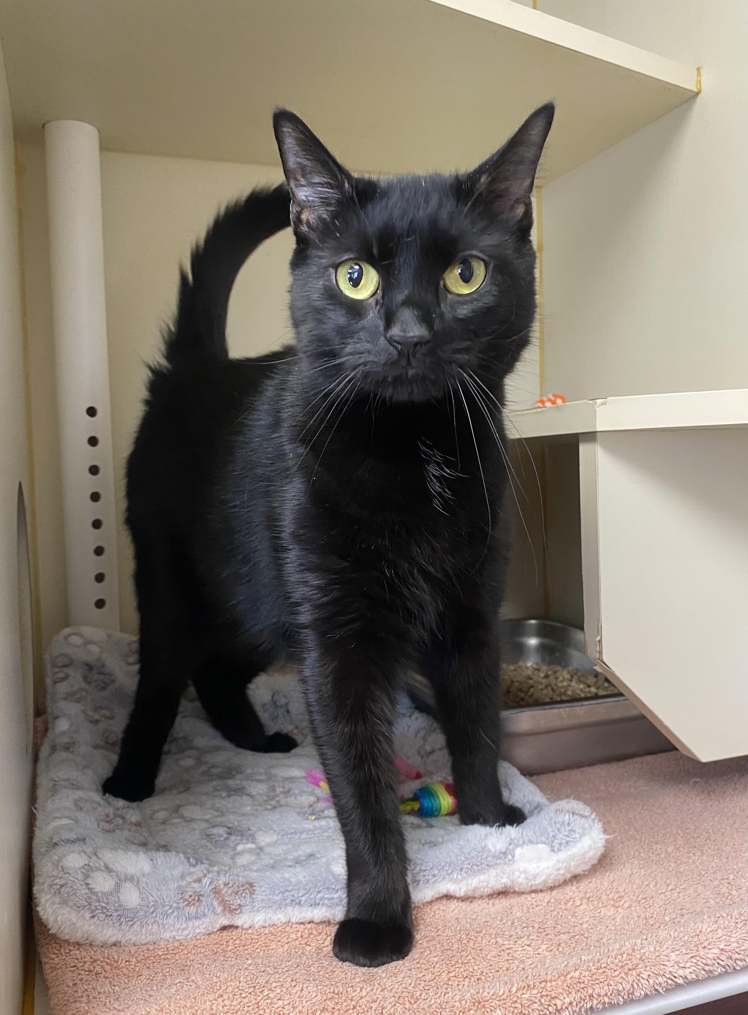 Murphy, a Adoptable Domestic Short Hair image 1/3