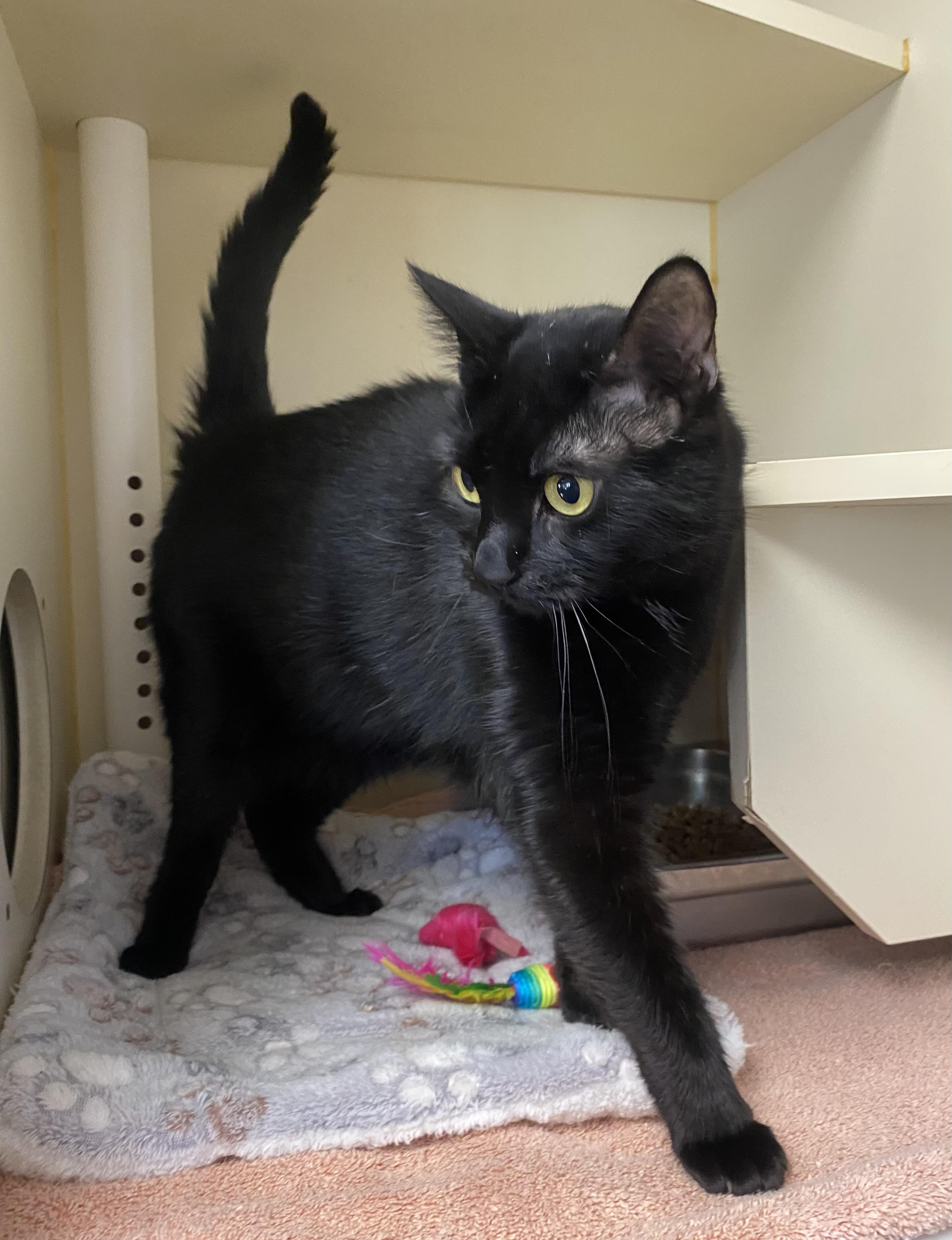 Murphy, a Adoptable Domestic Short Hair image 2/3